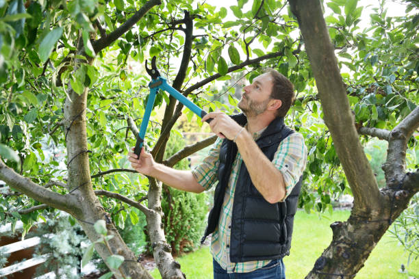 How Our Tree Care Process Works  in  Cornelius, OR